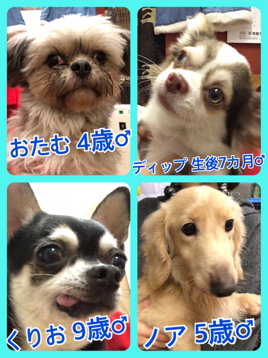 🐾今日の里親様募集中ワンコ🐶メンバーです🐾2019,3,23